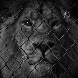 Asiatic Lion Bristol Zoo