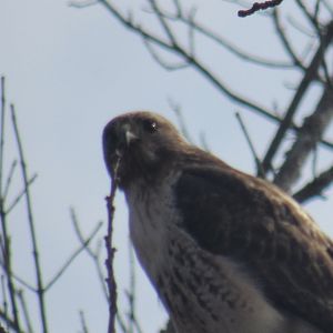 red tailed hawk