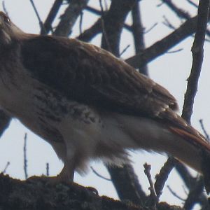 red tailed hawk