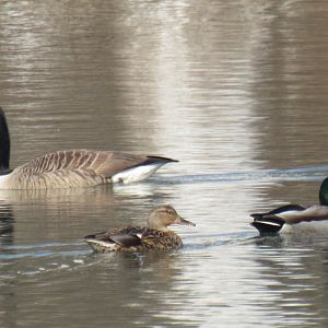 Canada goose and mallards