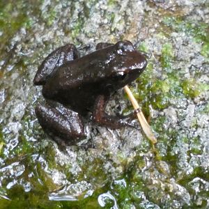 Yellow Stream Frog