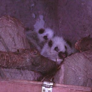 Northern Luzon Cloud Rat