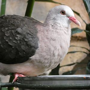 Pink Pigeon
