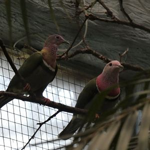 Pink-headed Fruit Dove