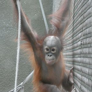 Young Bornean Orang-utan