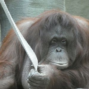 Bornean Orang-utan female