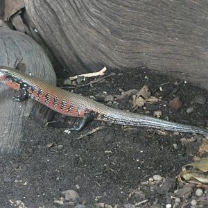 Fire Skink