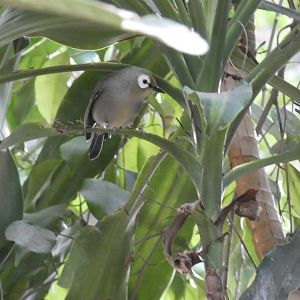 Montane White-eye