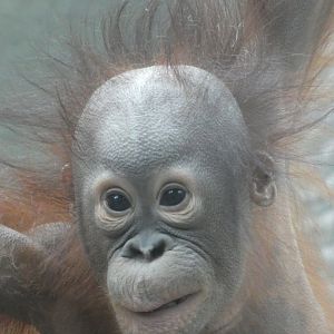 Young Bornean Orang-utan 'Tombol'