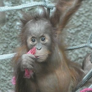 Young female Sumatran Orang-utan