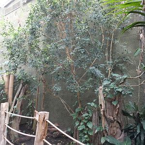 Luzon Lowland Scops-owl aviary