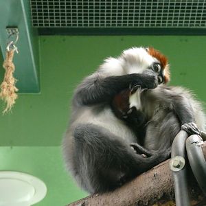 Cherry-crowned Mangabey, March 2019