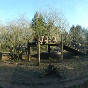 Panorama of Asian Lion enclosure