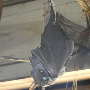 Hammer-headed Bat