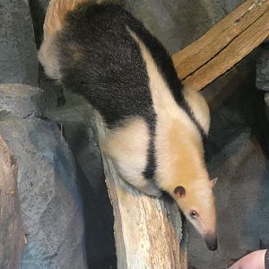 Southern Tamandua
