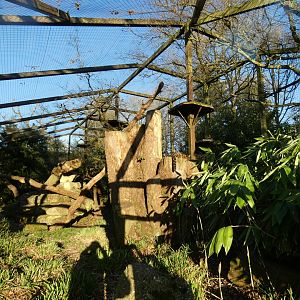 Clouded Leopard enclosure