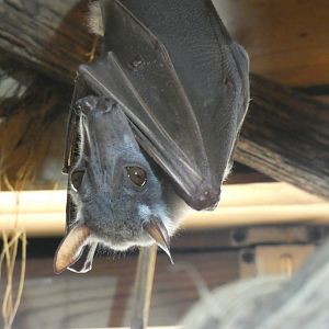 Hammer-headed Bat (2)