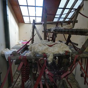 Chimpanzee indoors, "Hananya's group" (1)