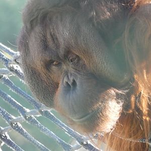 Bornean Orang-utan male