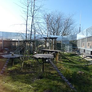 Benin Red-bellied Guenon, Paras Monkey and Ring-tailed Lemur enclosure