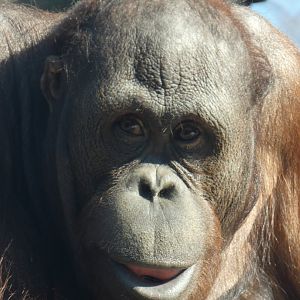 Adolescent Bornean Orang-utan