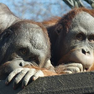 Bornean and Sumatran Orang-utans