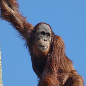 Adolescent Sumatran Orang-utan male