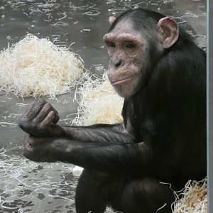 'Toprish', female Chimpanzee