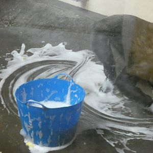Chimpanzee soapy water enrichment