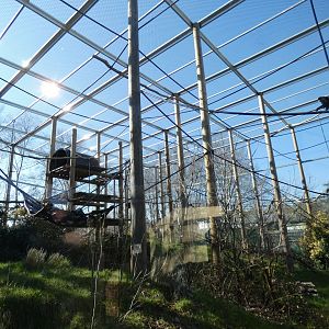 Golden-cheeked Gibbon enclosure
