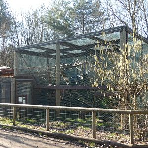 White-faced Saki Monkey enclosure