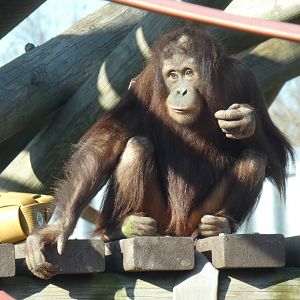Awan, Bornean Orang-utan