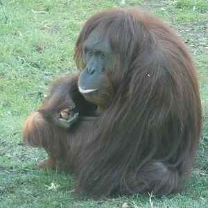 A-Mei, Bornean Orang-utan