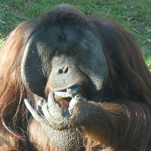 Tuan, Bornean Orang-utan