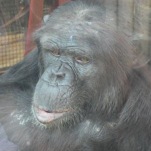 Bryan, Chimpanzee