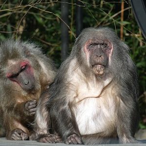 Stump-tailed Macaques