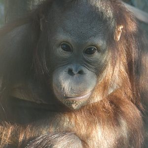 Mimi-Loren, Bornean Orang-utan