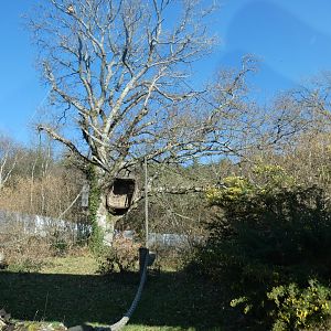 Golden-cheeked Gibbon enclosure (2)