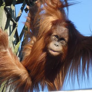 Bulu-Mata, Sumatran Orang-utan