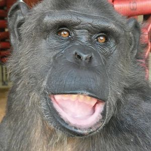 Ash, female Chimpanzee