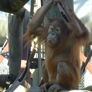 Rieke, Sumatran Orang-utan