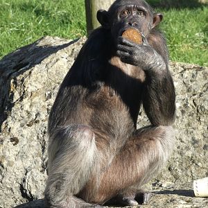 Lulu, one-armed Chimpanzee