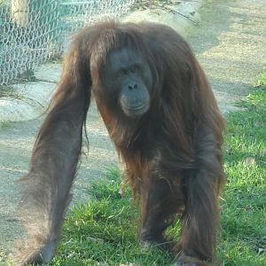 Lucky, Bornean Orang-utan