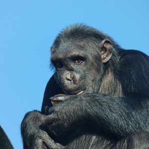 Naree, Chimpanzee