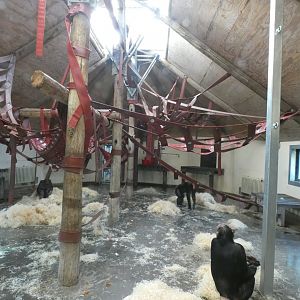 Indoor Chimpanzee Pavilion