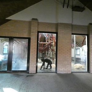 Chimpanzee Pavilion viewing area