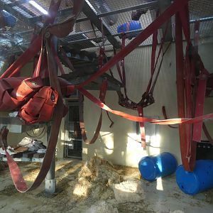 Indoor Orang-utan enclosure (Gordon's group)