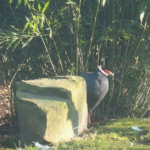 Blue eared pheasant (Crossoptilon auritum), Feb 16th, 2019
