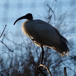 Black-headed ibis (Threskiornis melanocephalus), Feb 16th, 2019