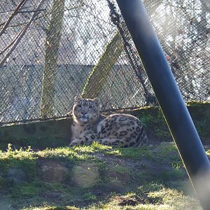 Snow leopard (Panthera uncia), Feb 16th, 2019